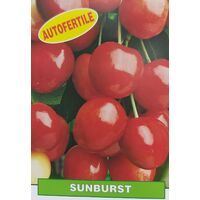 Ciliegia Sunburst - pianta di 3 anni