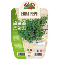 ORTO MIO Erba Pepe