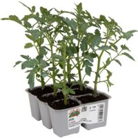 ORTO MIO Pomodoro Ciliegino dolcissimo var. Apero
