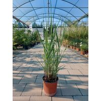 Panicum