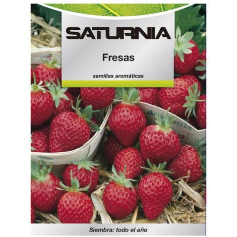 SATURNIA semillas huerto fresas , Semillas huerto fresa- Variedad muy productiva que comparte el mismo perfume agradable que su prima la fresa silvestre, aunque sus frutos so