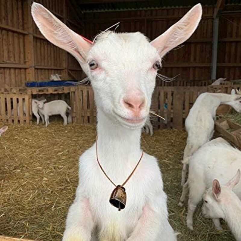 Statua Angelo Per Ricordo Animali Domestici - Regalo Commemorativo Per La Perdita Di Un Cane, Resina - Foto 9