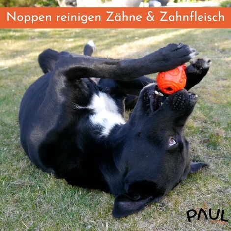 Giocattolo Per Cani Indistruttibile A Forma Di Orso - Con Squittio, Per Masticatori Forti - Foto 8