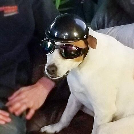 Mini Casco Integrale Per Animali Domestici, Per Cani E Gatti Di Piccola Taglia (fino A 10 Kg E Circonferenza Testa <25 Cm) – Bianco/Nero/Rosso, Protettivo Per Moto E Bici