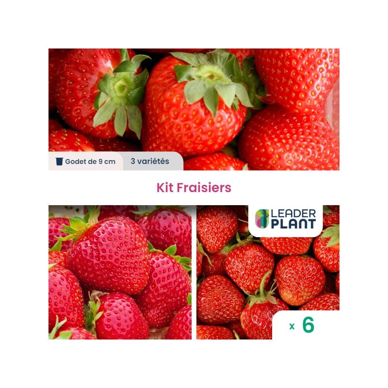 KIT Fraisiers 3 variétés en godet