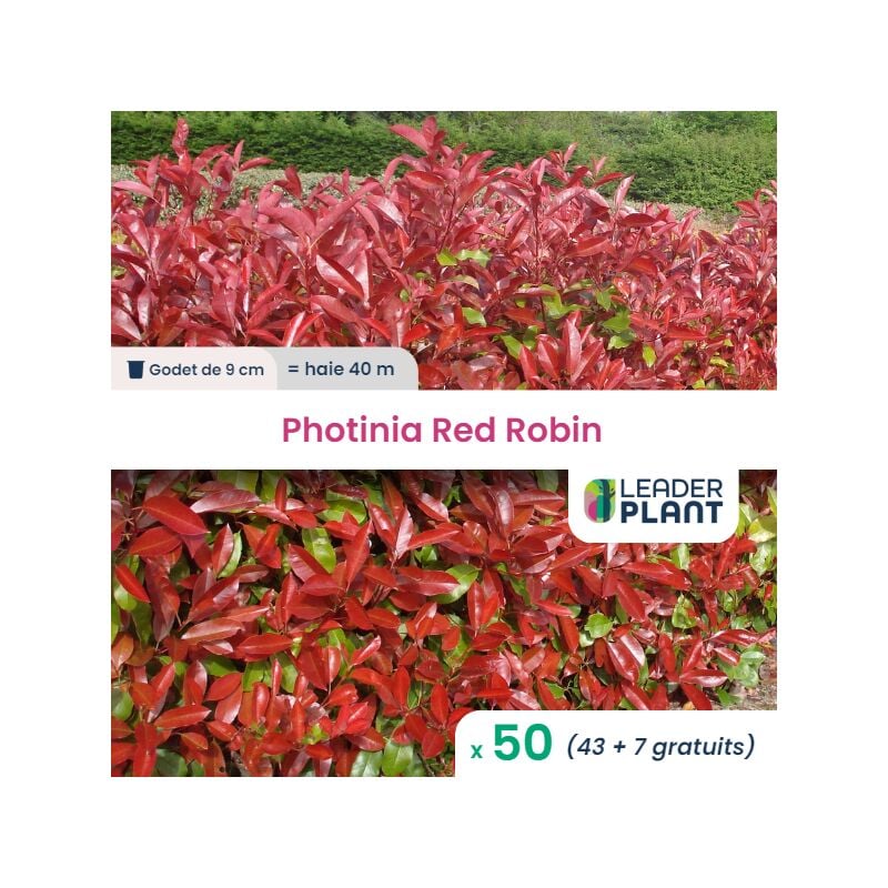 50 x Photinia Red Robin en godet