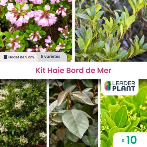 Kit Haie Bord de Mer - 5 variétés - Lot de 10 godets