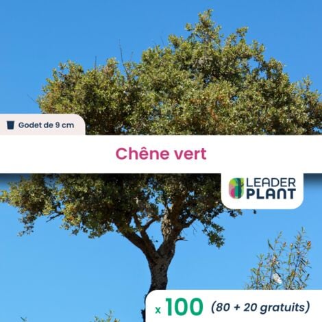 100 x Chêne vert en godet