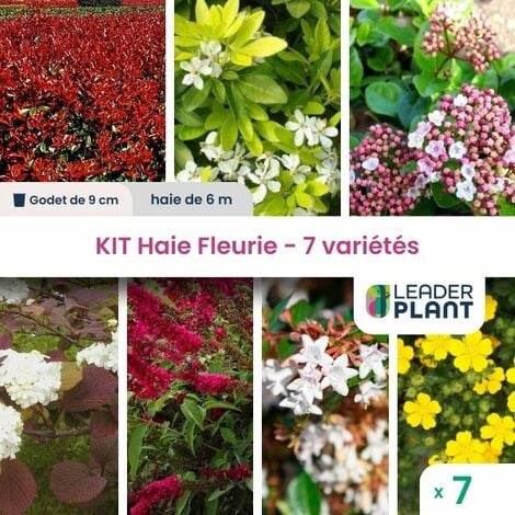 Kit Haie fleurie 7 variétés  - 7 plantes en godet
