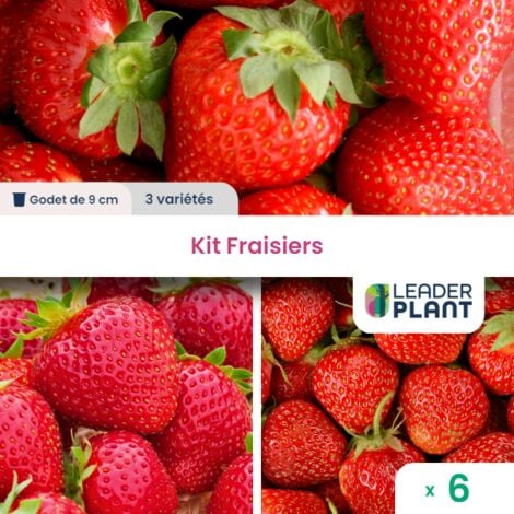 KIT Fraisiers 3 variétés