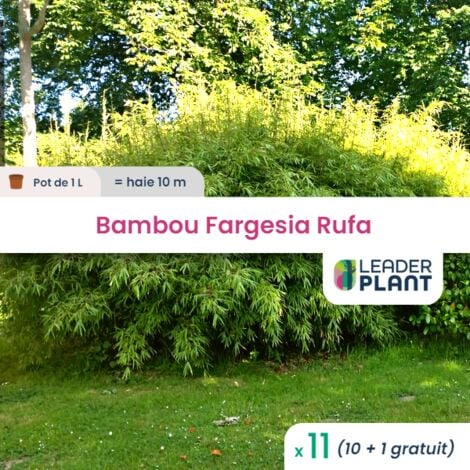 3 plants de Bambou Vert (Fargesia Rufa) - Plantes D'Extérieur