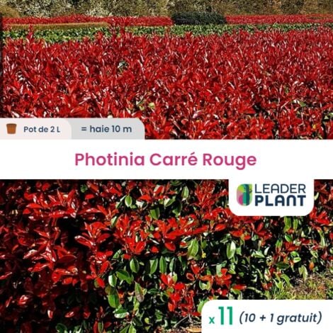 11 x Photinia Carré Rouge en pot de 2 L