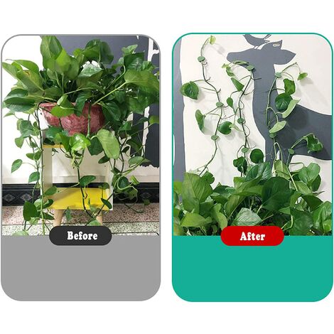 Clip De Fixation Végétale,Clips végétaux pour Plantes d'escalade, Plante  Invisible Plante Murale Clips (10