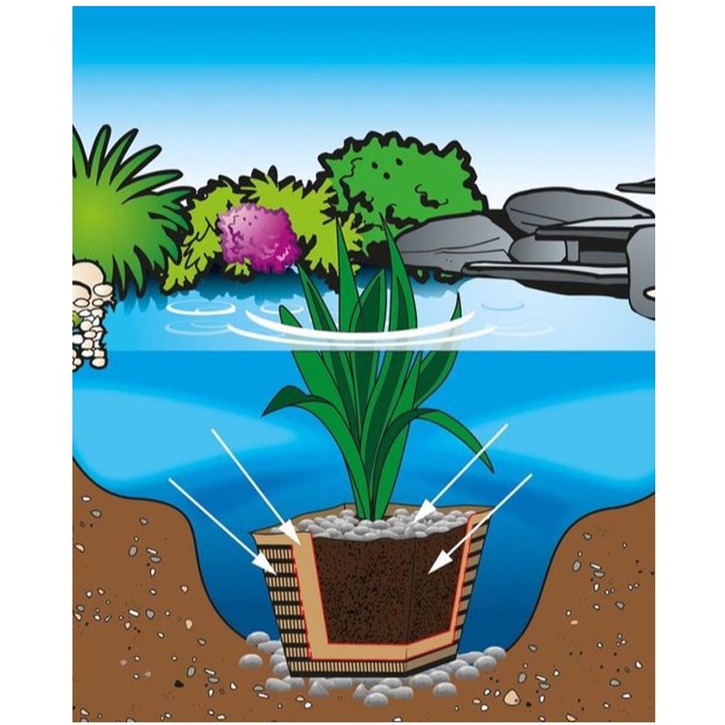 B per Ninfee misura circa 1  waterworld-berlin sferette di   piante fertilizzante per il laghetto/fertilizzante per piante laghetto ferro trattato Z  1,5 cm