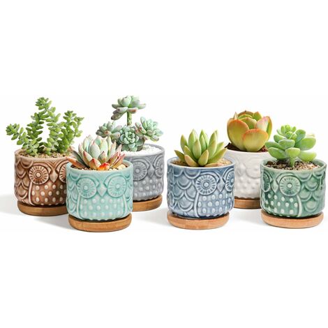 Set di piante succulente per terrario - 5 piante