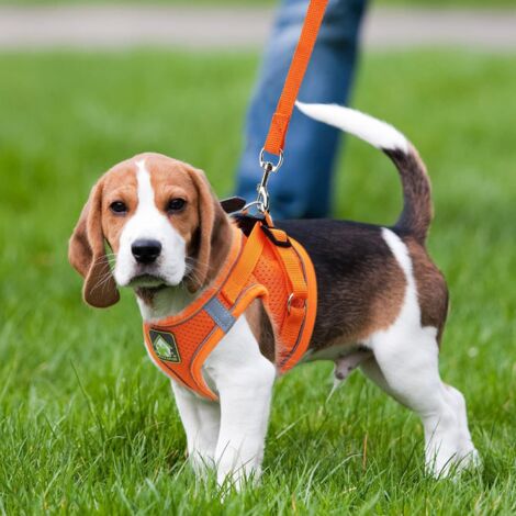 Amazon Best Easy On Dog Harness The Best Dog Harnesses For Hiking