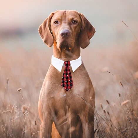 Costume store dog collar