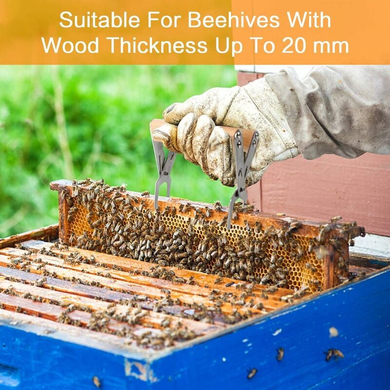 Cadre En Bois D'abeille Avec Abeilles Et Nid D'abeille, Cellules De Cire De  Miel, Nombreux Insectes