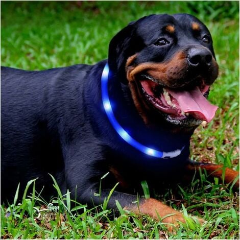 Collier lumineux pour chien rechargeable USB : sécurité et style