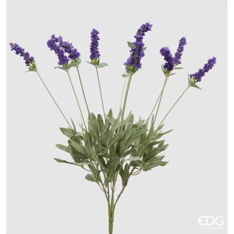 EDG - Lavanda Cespuglio  Lavanda X 10 H 52