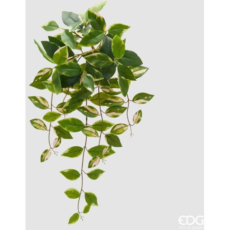 EDG Cespuglio Potus H 60 cm