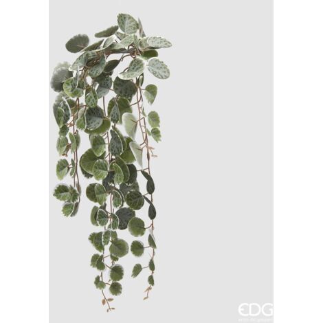 EDG Ceropegia Cadente Verde H 47 cm
