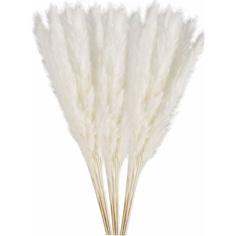 Hierba de pampa seca natural, hierba de pampa pequeña, plumas 100% naturales, cañas secas para boda, bricolaje, hogar, fiesta, día de San Valentín, regalos (blanco) (1/5)
