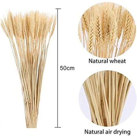 MINKUROW 100 Pezzi Fiori Di Grano Essiccati Naturali, Bouquet Di Fiori Di  Grano Steli Di Grano Essiccati Spighe Di Grano Essiccate Covoni Di Grano