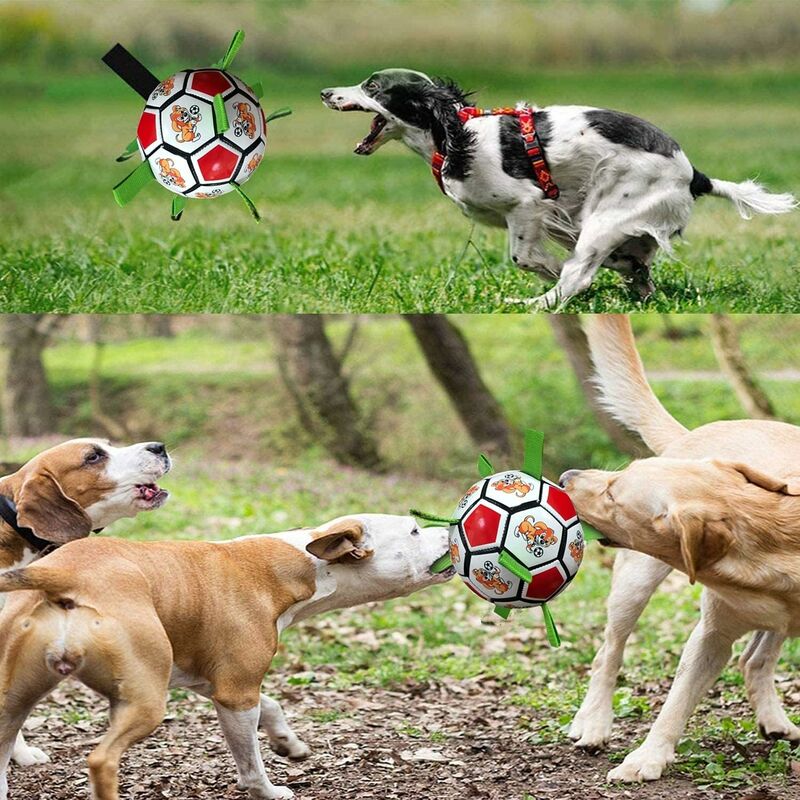Balle frisbee magique Led pour chiens - Petits Compagnons