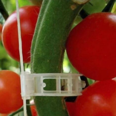 100pcs clips de support de plantes de jardin de légumes pour serre de  ficelle de treillis