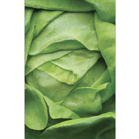 Sticker réfrigérateur et lave vaisselle, laitue croquant vert déco, 75 cm X 49 cm (1/4)