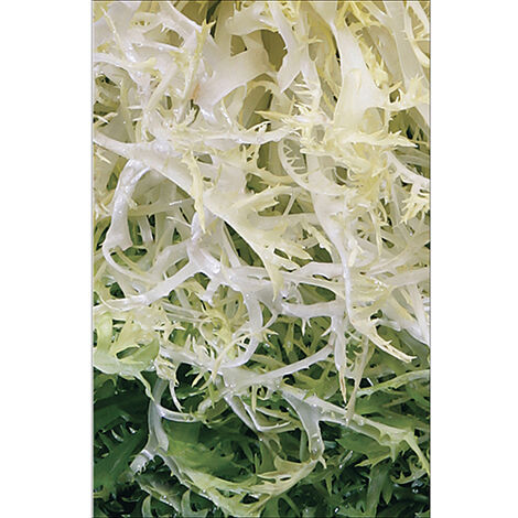 Sticker réfrigérateur et lave vaisselle, salade frisée fraîcheur déco, 75 cm X 49 cm (1/4)