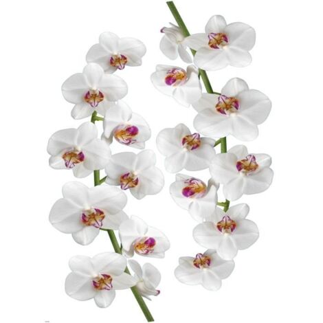 Sticker Autocollant Grand Format 68 cm X 48 cm - Photo de Fleurs d'Orchidées Blanches et Roses - Décoration Murale Intérieure (1/5)