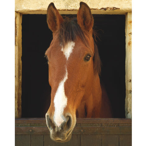 Sticker Mural Trompe-l'œil – Hublot Avec Cheval – ADS, Réf H327