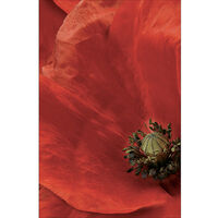 Sticker réfrigérateur et lave vaisselle, coquelicot beauté nature déco, 75 cm X 49 cm