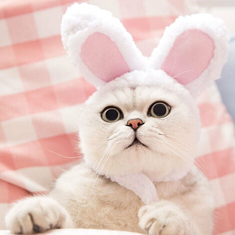 Chapeau de lapin pour chat - Chapeau de lapin mignon avec oreilles pour  chats et petits chiens - Chapeau de fête