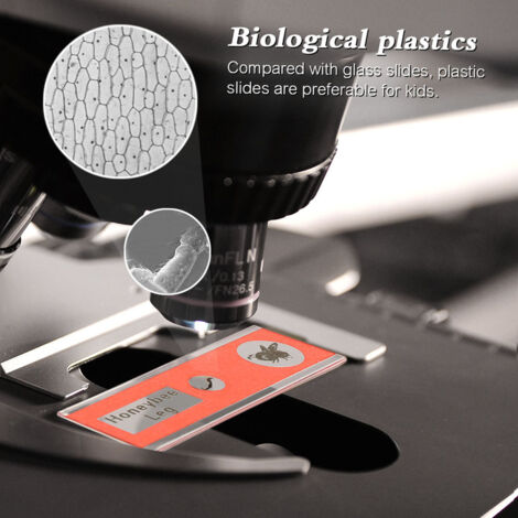 48Pcs Lames de microscope prpares spcimens Animaux Insectes Plantes Fleurs Echantillons spcimens