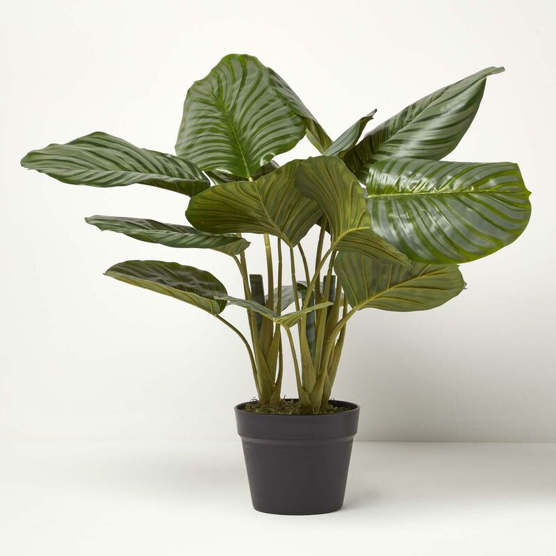 Calathea orbifolia Grande plante d'intérieur décorative – La Green Touch