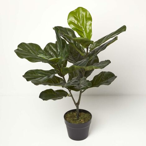 Homescapes Plante artificielle Figuier Lyre en pot, 75 cm (1/5)