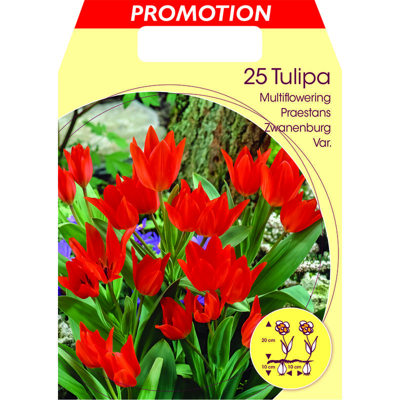 Tulipa Rasta Parrot - Bulbes de Tulipes x10 - Bulbes à Fleurs