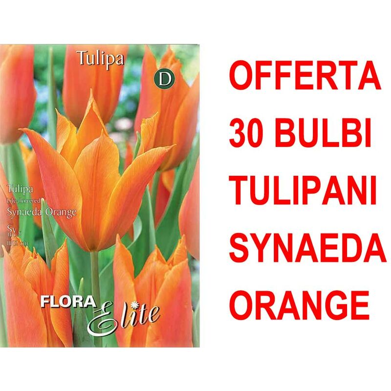 Bulbes Tulipes Synaeda Blue cal 12/+ les 100