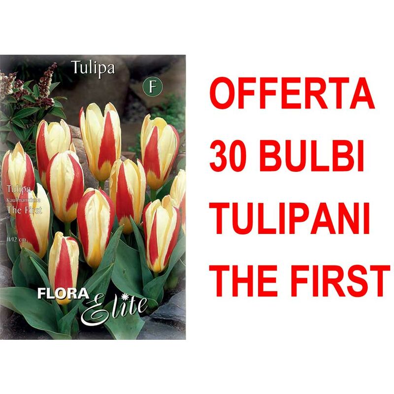 Tulipe Kaufmanniana en mélange