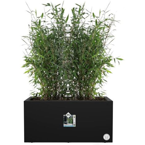 Exotenherz - Lot de 3 plantes d'intérieur - Type 2-9 cm 