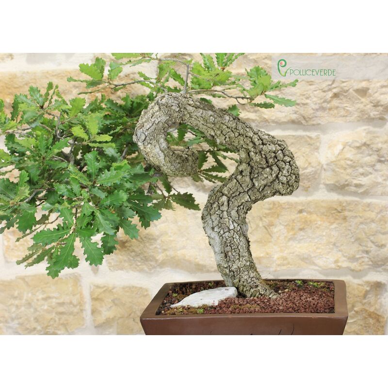 Quercia o Quercus Bonsai - Consigli utili sulla coltivazione