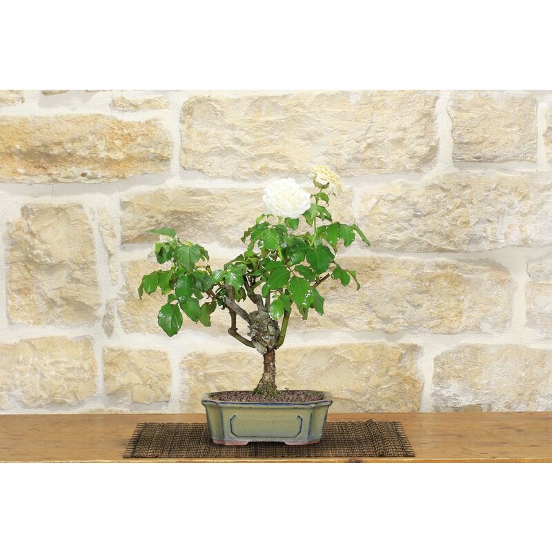 Bonsai vaso di ceramica Ø 19 cm