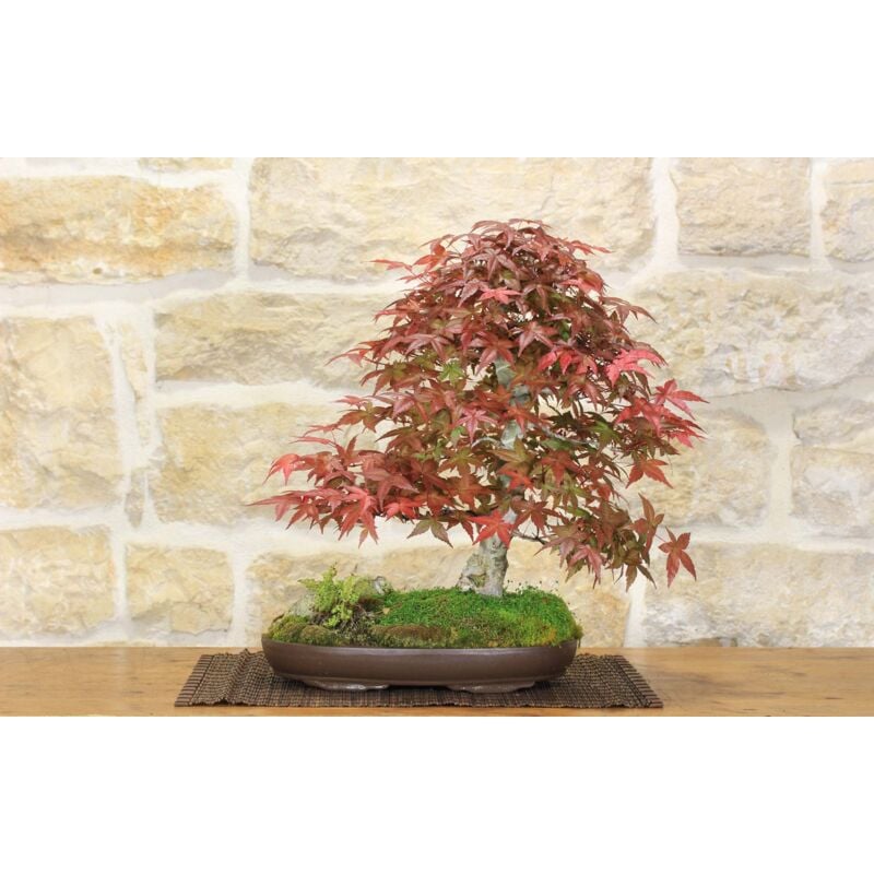 Bomboniere green: Acero Rosso Bonsai in vaso