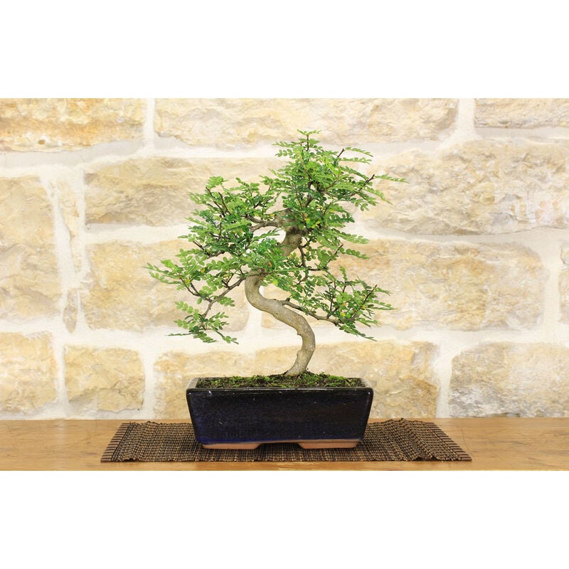 Vaso per bonsai in plastica, 31 cm