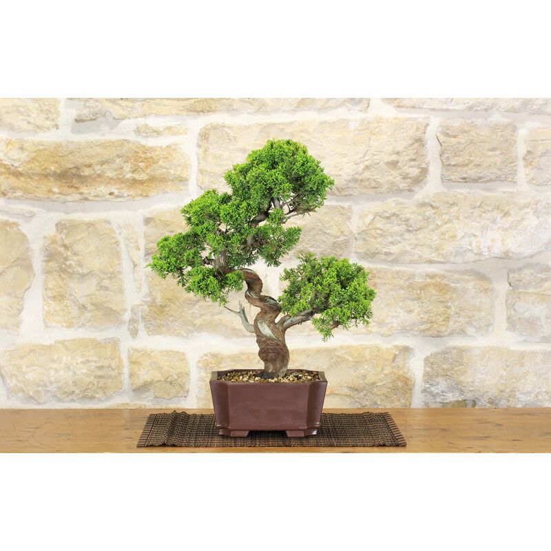 Utensili e materiali per Bonsai - Bonsai Empire