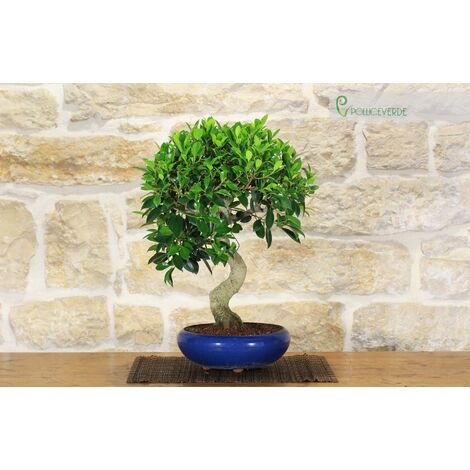 Bonsai di Ficus Panda in vaso quadro bianco