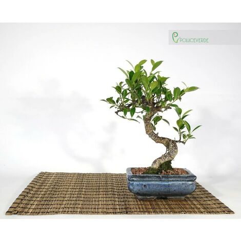 Bonsai di Ficus Retusa vaso cm. 15